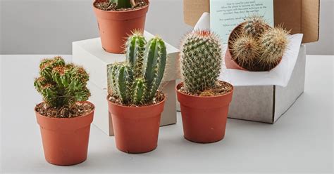 Buying Plants Online: Plant Stores To Order Houseplants