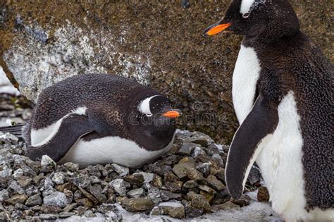 Gentoo Penguins on Their Stone Nest during Breeding Season Stock Image - Image of stone, pole ...