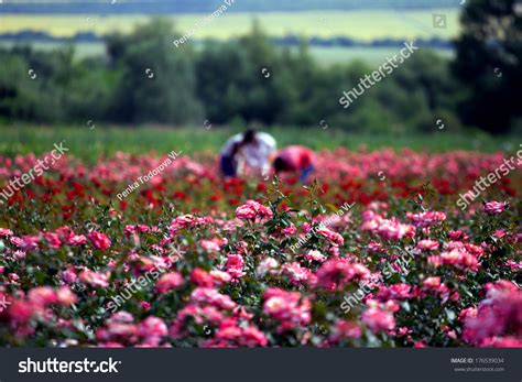 Rose Plantation Stock Photo 176539034 - Shutterstock