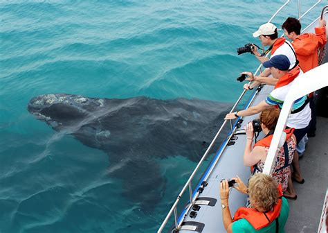 Whale Watching and Marine Tours - Whalecoast