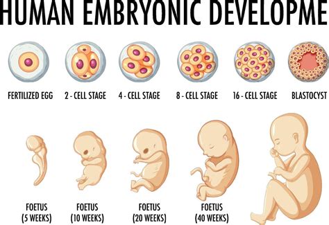 Human embryonic development in human infographic 6158571 Vector Art at ...