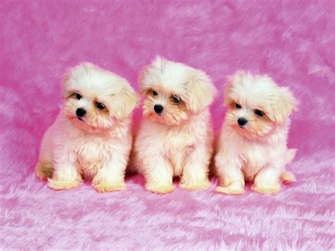 Cute Wallpapers - Wallpaper Cave