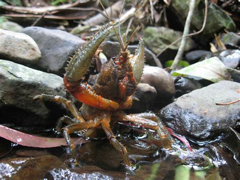 Australian endangered species: Spiny Crayfish