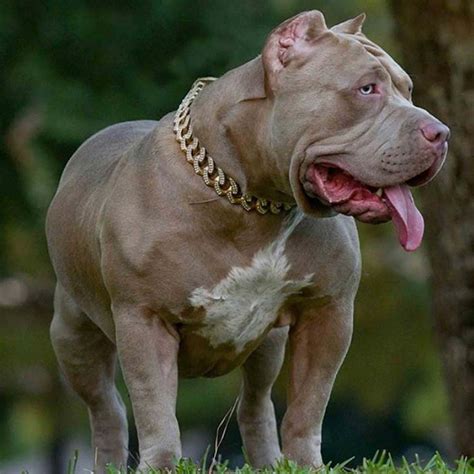 XXL Merle Bully Pitbull Stud And Pitbull Puppies for Sale