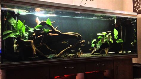 Dive into the World of Mangrove Root Aquariums with our Top 10 Products ...