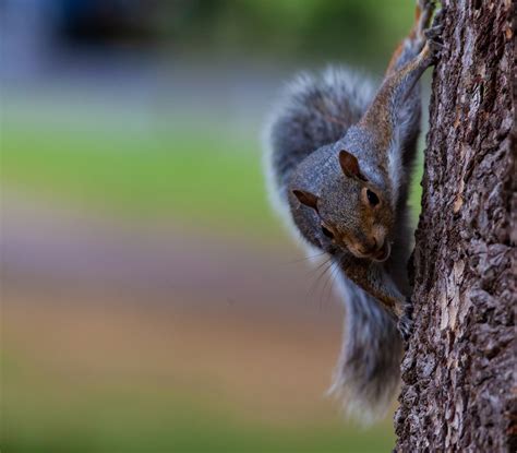 Ensuring a future for our iconic red squirrel | Scottish Wildlife Trust