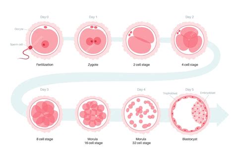 Egg Cell Diagram And Functions Egg Cell Diagram