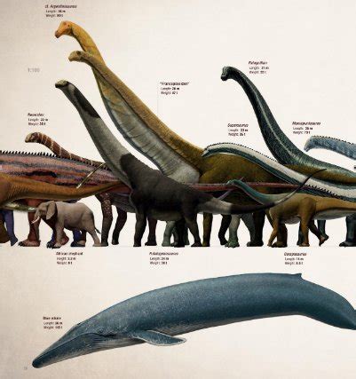 Argentinosaurus Vs Blue Whale