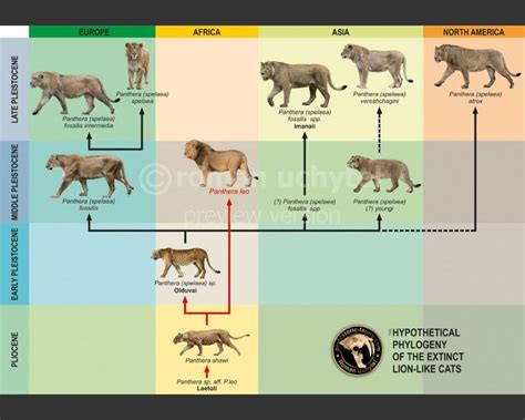 The hypothetical Phylogeny of the extinct lion-like cats Panthera Leo ...