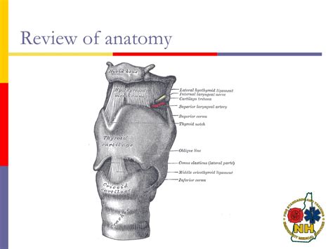 PPT - Cricothyrotomy PowerPoint Presentation, free download - ID:9290177