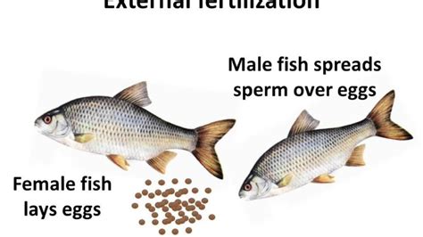 Biology - Fertilization and sexual reproduction process in plants and animals - English - YouTube