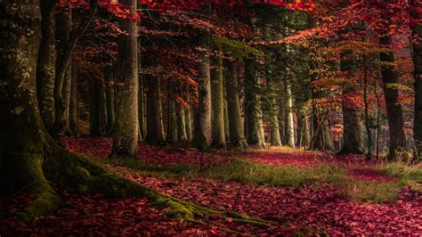 Red Leafed Algae Covered Autumn Trees In Forest During Daytime 4K HD Nature Wallpapers | HD ...