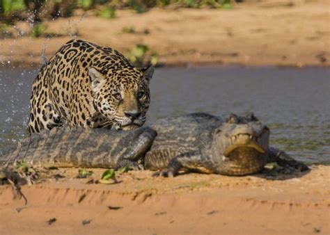 Pix Grove: Jaguar Hunting Crocodile