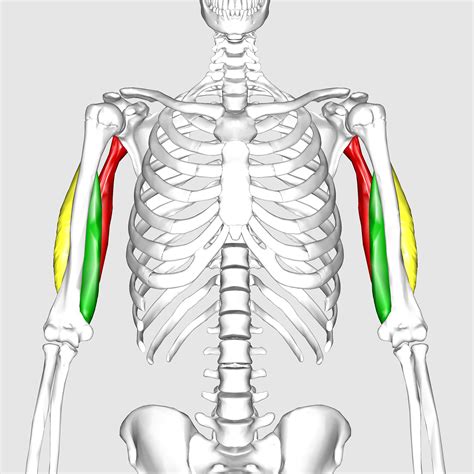 Triceps brachii muscle | Golf Loopy - Play Your Golf Like a Champion