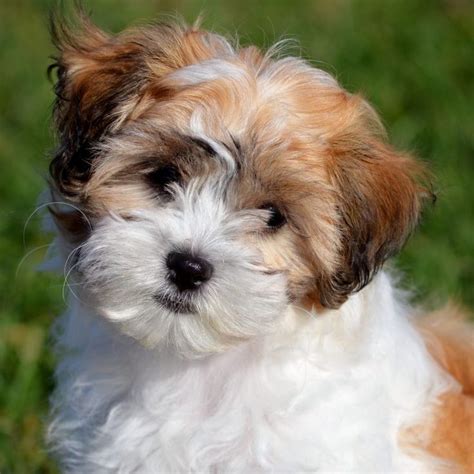 7 Facts About Teddy Bear Dogs - Greenfield Puppies | Teddy bear dog, Teddy bear puppies, Shichon ...