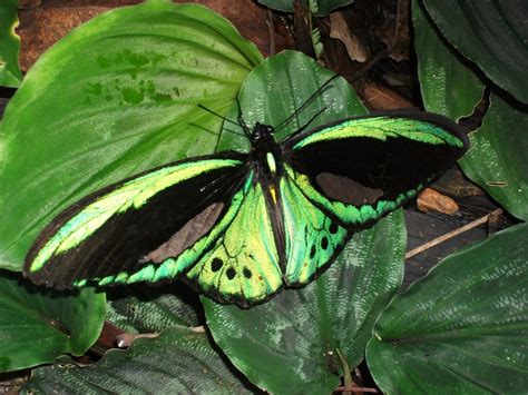 Cairns Birdwing Butterfly images : Biological Science Picture Directory ...