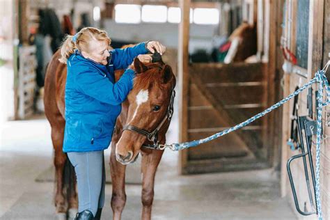 The Importance of Horse Care - Saddlesurfer