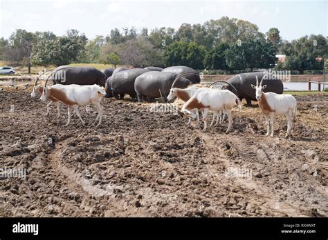 Safari Ramat Gan Israel Stock Photo - Alamy