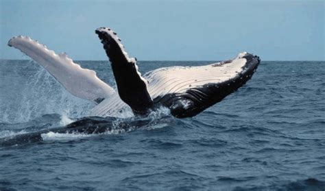 The humpback whale population is recovering | The World from PRX