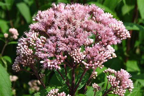 Eupatorium maculatum (Atropurpureum Group) – Ballyrobert Gardens