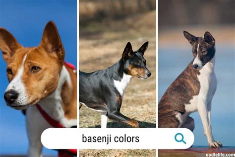 Basenji Colors Guide (with Photos) And Rare - Oodle Life