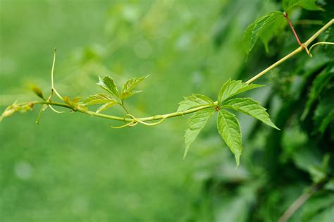 Leaves_on_a_Green_Vine_(17744534744) – Garland Nursery