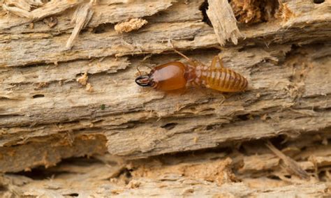 Termite Control | Termite Elimination | Gregory Pest