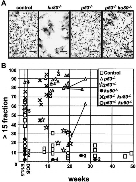 Analysis of individual cells at early passage. (A) MEF morphology.... | Download Scientific Diagram