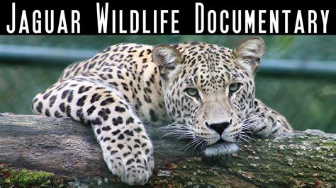 The Jaguar - Big Cats - National Geographic Wild - Wildlife Documentary - Best Documentary - YouTube