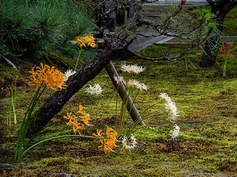 FROM THE GARDEN OF ZEN: Higan-bana (Lycoris radiata) flower: Chojyu-ji