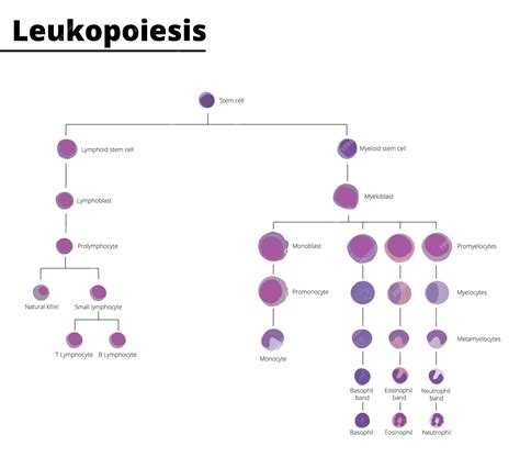 Premium Vector | Leukopoiesis differentiation of white blood cell infographic stem cell derived ...