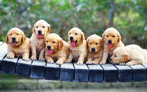 Free Puppy Backgrounds, Wonderful Puppy Wallpaper, 2560x1600, #11718