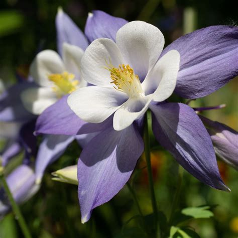 Columbine Seeds - Aquilegia Caerulea Flower Seed