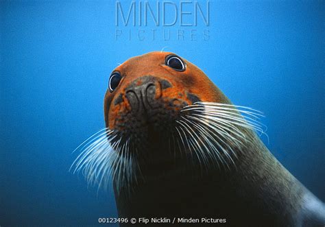 Bearded Seal stock photo - Minden Pictures