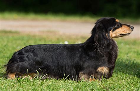 49 HQ Images Long Haired Dachshund Black : Longhair Black Tan Silver Dapple Dachshund Repin By ...