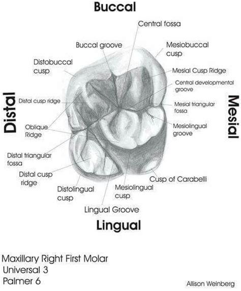 Pin by Zsanel ⚘Zee on Odontología | Dental anatomy, Teeth anatomy, Dental technician