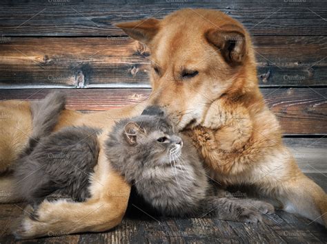 Friendship cats and dogs | High-Quality Animal Stock Photos ~ Creative Market