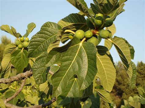 Fig Tree Figs Fruits · Free photo on Pixabay