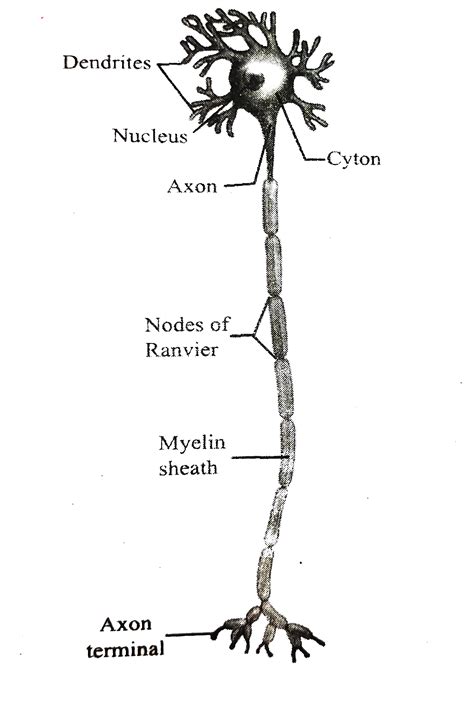 [Tamil] With a neat labelled diagram explain the structure of a neuron