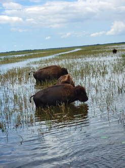 Specialty Airboat Tours - Kissimmee Swamp Tours