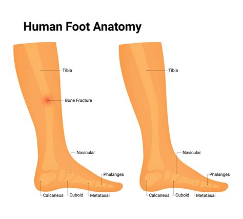 Human Foot Anatomy Science Design Vector Illustration Diagram 38010637 ...