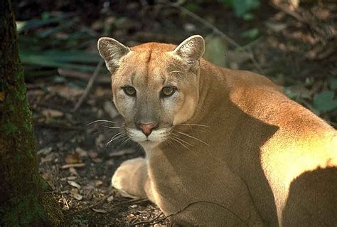 Endangered Florida Panther Expands its Range | WLRN