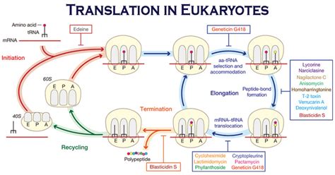 Protein Synthesis in Eukaryotes- Definition, Enzymes and Process