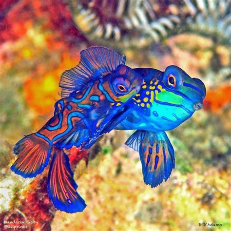 Mandarin Goby Pair Mating in Dumaguete, Philippines - Printed on ...