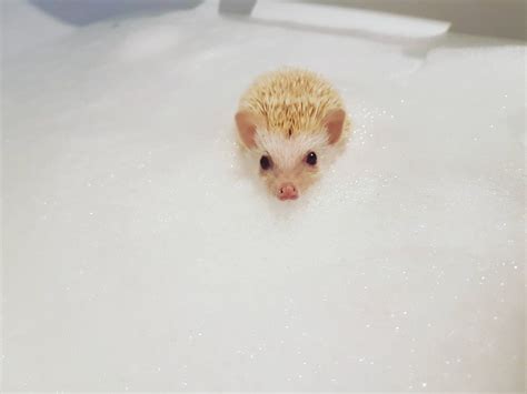 Baby hedgehog in a bubble bath http://ift.tt/2qmsSZg | Baby hedgehog, Cute animals, Hedgehog