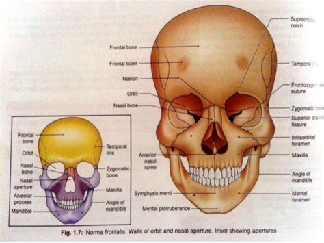 Osteology of facial skeleton