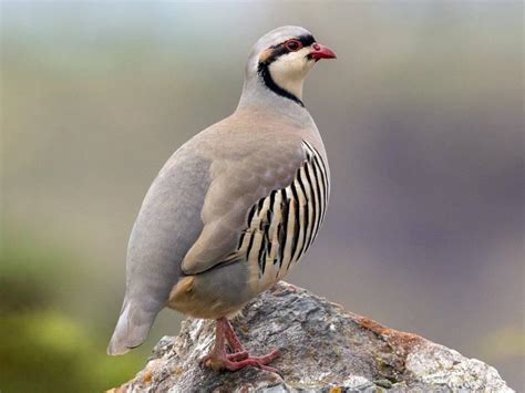 What is the National Bird of Pakistan – Species, Details and Highlights