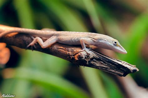 Anolis carolinensis by nakkimo on DeviantArt