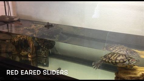 Red Eared Slider Turtle Tank - Aquarium Blog