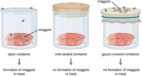 12 Biogenesis Examples – StudiousGuy